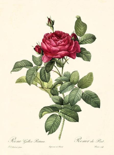 Rosa gallica pontiana vintage illüstrasyon - Fotoğraf, Görsel