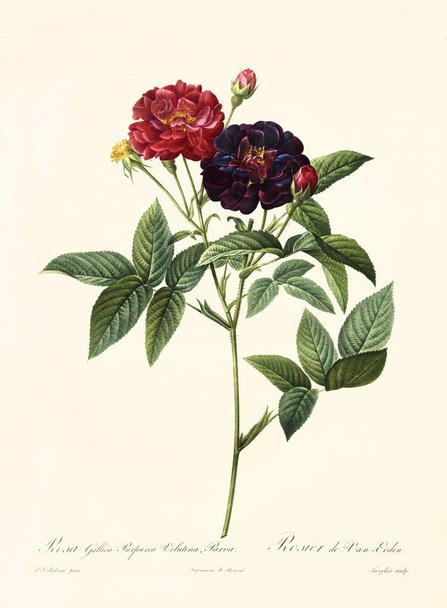 Rosa Gallica Purpurea Vintage illustration - Foto, Bild