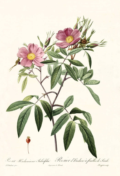 Rosa hudsoniana salicifolia vintage illustration - Photo, Image