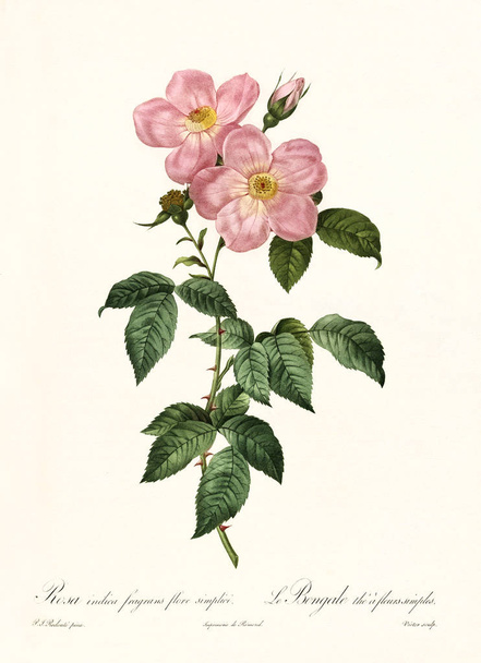 Роза Індіана пахне старовинною ілюстрацією
 - Фото, зображення