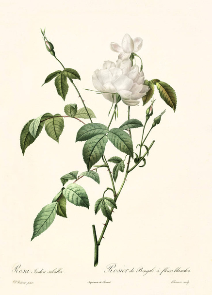 Rosa indica subalba vintage illustration - Fotoğraf, Görsel