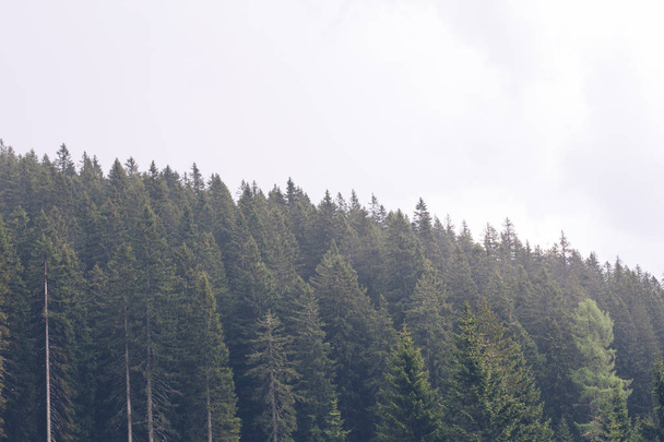 Вид на сосновий ліс
 - Фото, зображення