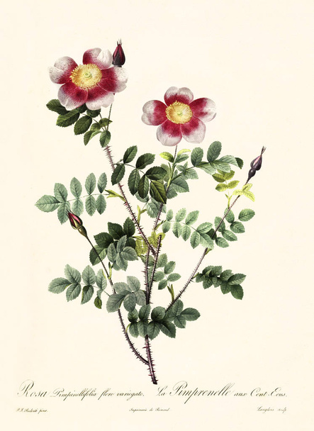 Rosa pimpinellifolia vintage ilustrace - Fotografie, Obrázek