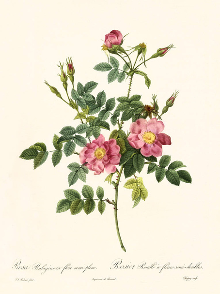 Rosa rubiginosa flore semi-pleno - Photo, Image