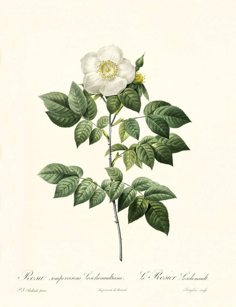 Rosa sempervirens leschenaultiana - Fotoğraf, Görsel