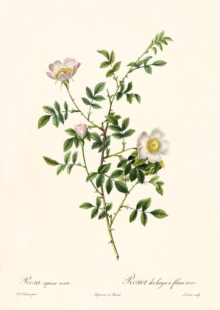 Rosa sepium rosea - Fotó, kép