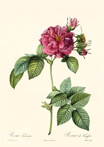 Rosa turbinata εικονογράφηση - Φωτογραφία, εικόνα