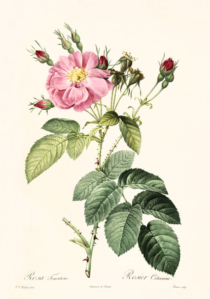 Rosa tomentosa illustration - Photo, Image