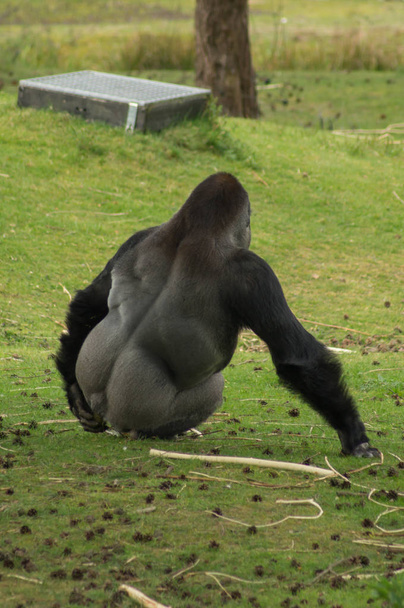 un gorilla sul prato
 - Foto, immagini