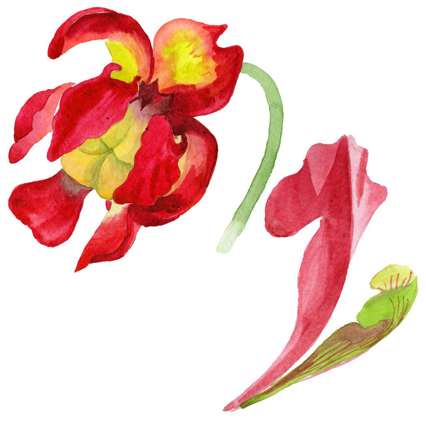 Wildflower Sarracenia flower in a watercolor style isolated. - Foto, Bild