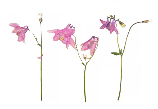 Fiori secchi e pressati di un fiore rosa Aquilegia vulgaris Columbine isolato su un bianco
 - Foto, immagini