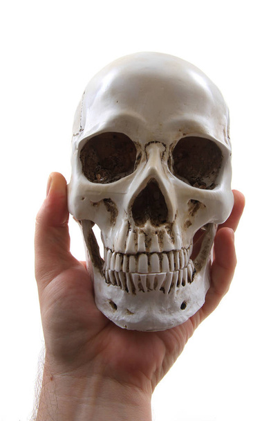 Crâne humain isolé
  - Photo, image