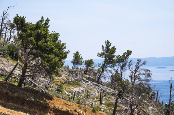 Deforestation in the Dalmatian coast in Croatia - Φωτογραφία, εικόνα
