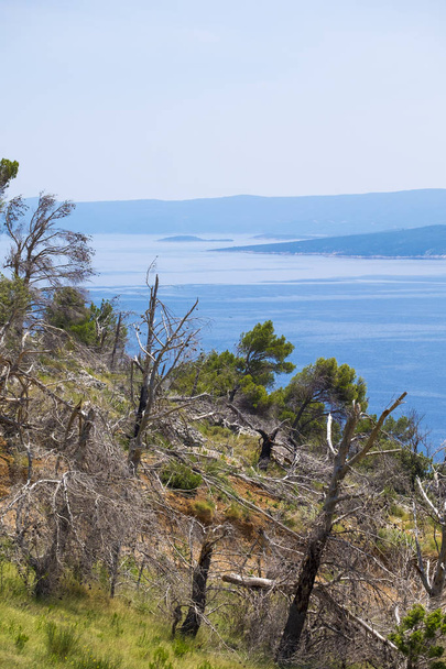 Entwaldung an der dalmatinischen Küste in Kroatien - Foto, Bild