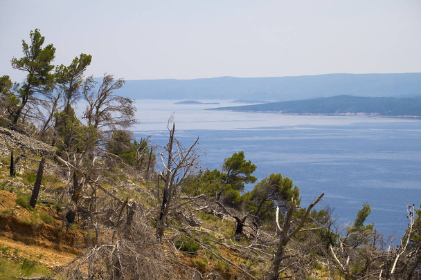 Erdőirtás a dalmát tengerpart Horvátország Európában - Fotó, kép