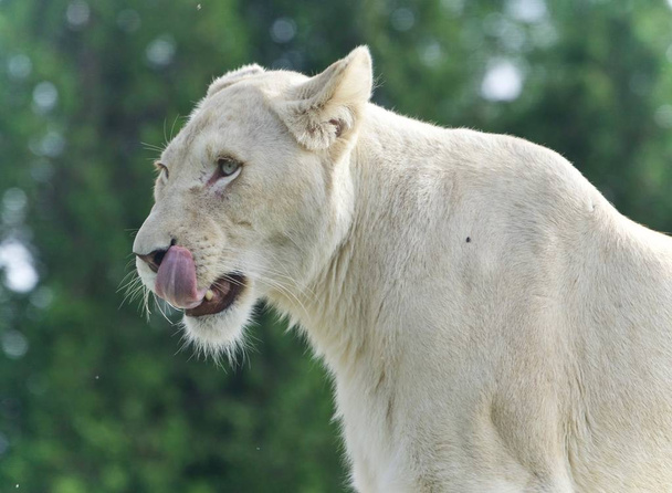 Beeld van een enge witte leeuw schreeuwen in een veld - Foto, afbeelding