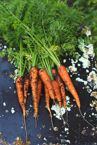 Φρέσκα καρότα με πράσινο αφήνουν σε μεταλλικό φόντο - Φωτογραφία, εικόνα