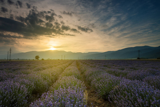Laventelipellot. Kaunis kuva laventeli kenttä
 - Valokuva, kuva