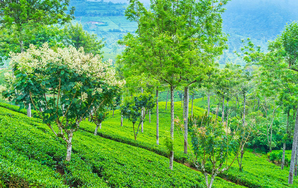 Tea plants on the slope - Photo, image