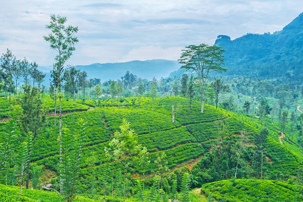 The tea plantations in mountains - Photo, image