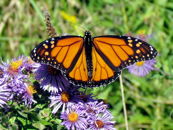 Toronto Lake Monarch Butterfly op de bloem 2013 - Foto, afbeelding