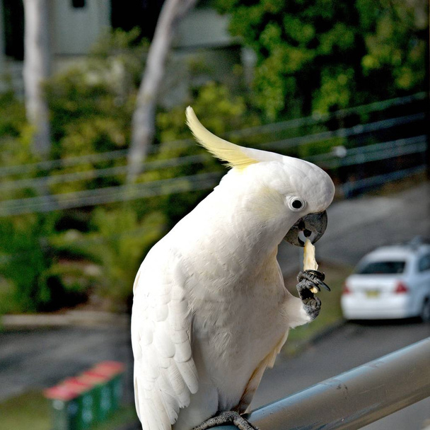 Australian Sulphur-crested Cockatoo standing holding and eating  - Photo, Image