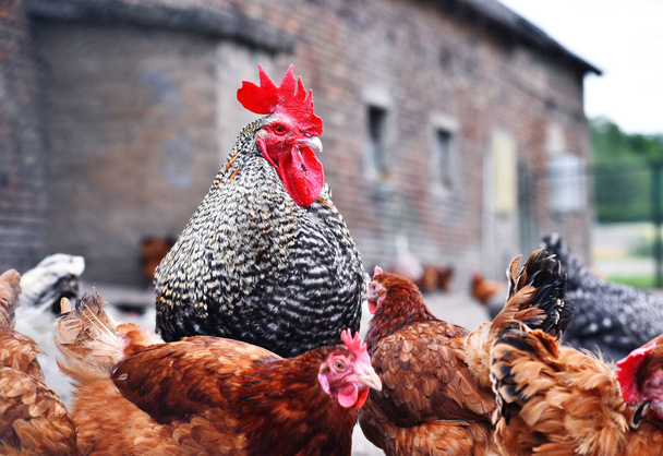 Pollos en granja de aves de corral tradicional - Foto, imagen