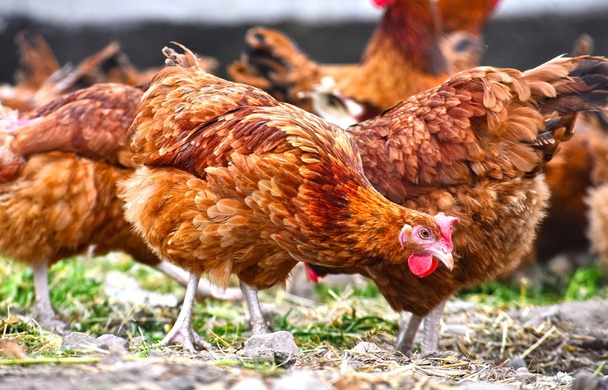 Poulets dans une ferme avicole traditionnelle en plein air - Photo, image