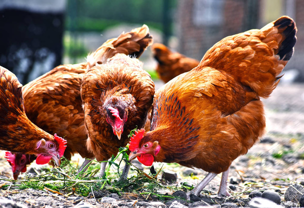 Κοτόπουλα σε παραδοσιακό αγρόκτημα πουλερικών ελεύθερης βοσκής - Φωτογραφία, εικόνα