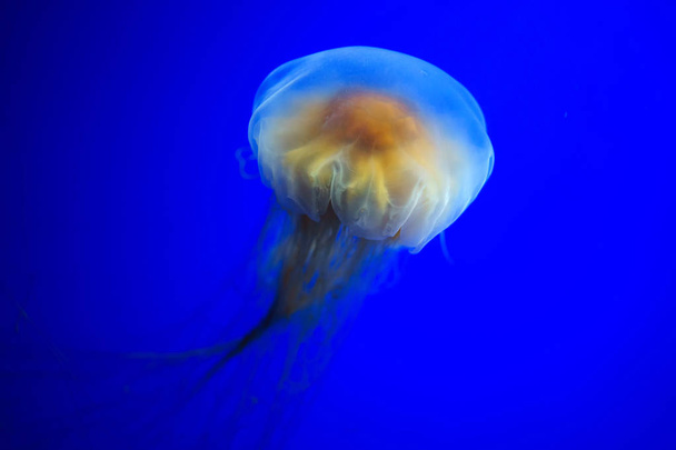 青いクラゲ水中海洋生物 ロイヤリティフリー写真 画像素材