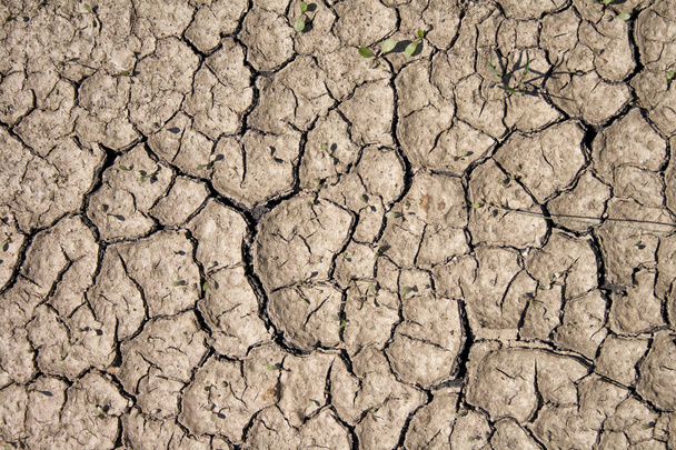 suché půdy pozadí - Fotografie, Obrázek
