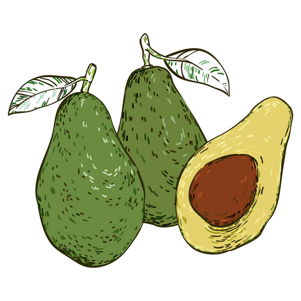 Three avocados colored  hand-drawn sketch - Διάνυσμα, εικόνα