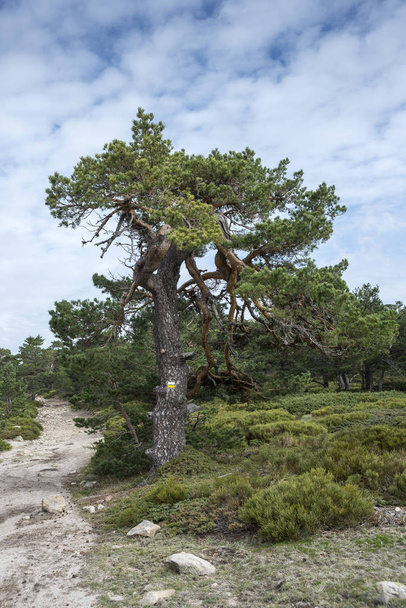 Сосна звичайна ліс і padded хмиз - Фото, зображення