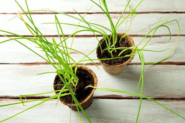 Seedlings on wooden background - Foto, imagen
