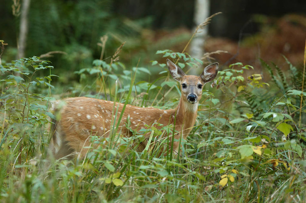White tailed deer - Photo, Image