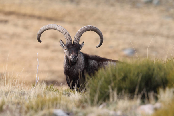 Spanish ibex mating season - Fotoğraf, Görsel