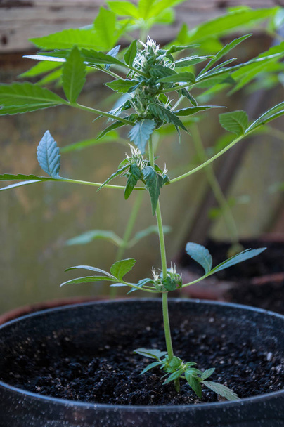 cannabis plant close up - Photo, Image