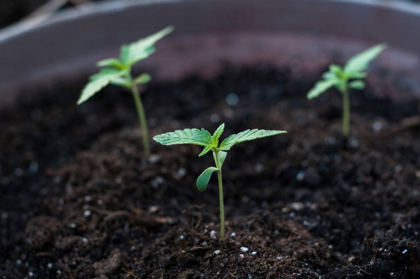 Cannabis növény közelről - Fotó, kép