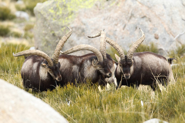 Época de acasalamento espanhola ibex
 - Foto, Imagem