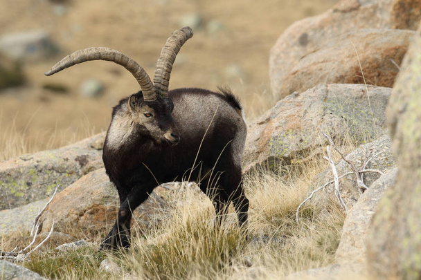 Spanish ibex mating season - Photo, Image