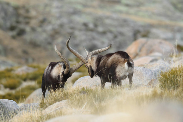 Temporada española de apareamiento ibex
 - Foto, Imagen