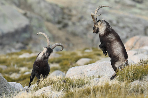 Spanish ibex mating season - Photo, Image