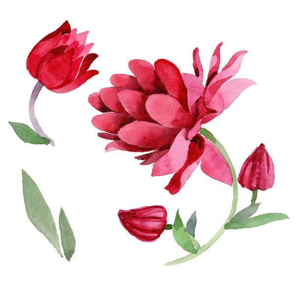 Fiore aquilegia fiore in stile acquerello isolato
 - Foto, immagini