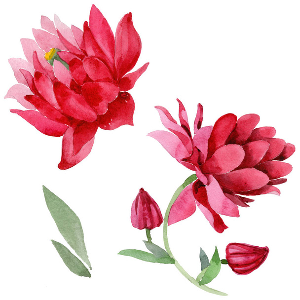 Aquilegia květina ve stylu akvarelu izolované wildflower - Fotografie, Obrázek