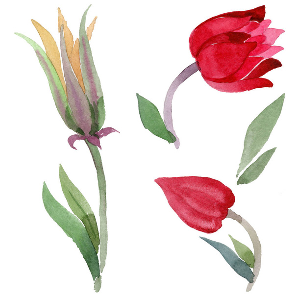 Vadvirág aquilegia virág elszigetelt akvarell stílusú - Fotó, kép
