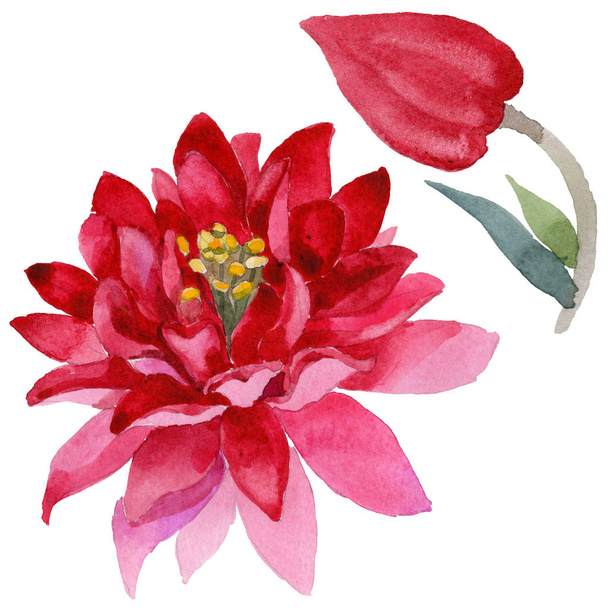 Aquilegia květina ve stylu akvarelu izolované wildflower - Fotografie, Obrázek