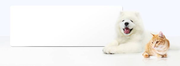 Dog and Cat with blank banner isolated on white background - Photo, Image