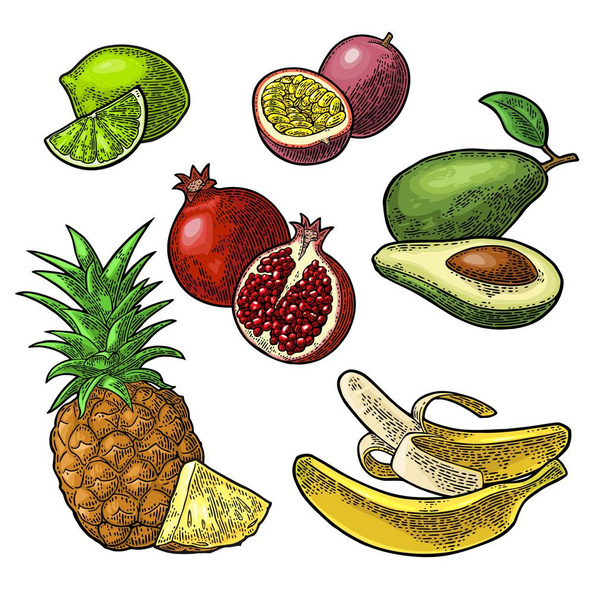 Set tropical fruits. Pineapple, lime, banana, pomegranate, maracuya, avocado. - Vector, Imagen