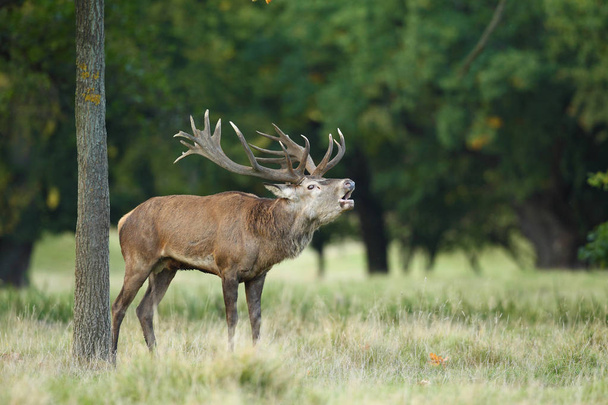 Red deer mating season - Photo, Image