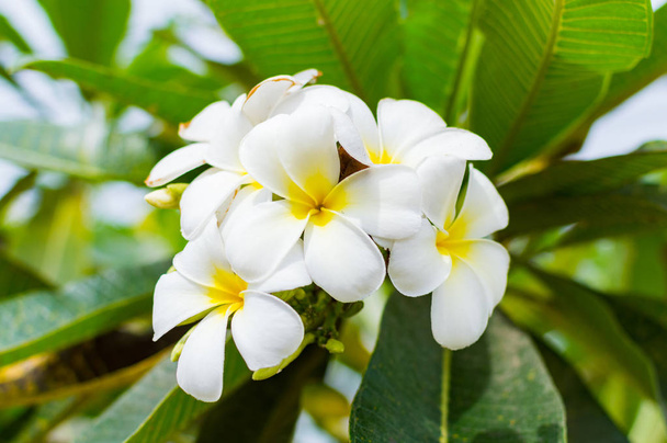 λευκό plumeria ή frangipani. - Φωτογραφία, εικόνα